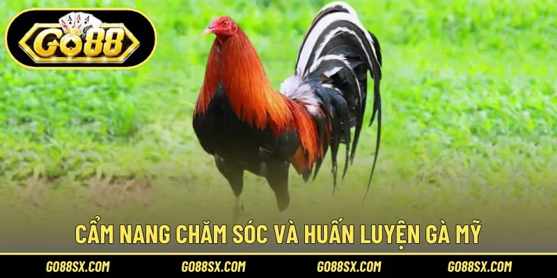 Lưu ý khi nuôi và huấn luyện gà Mỹ