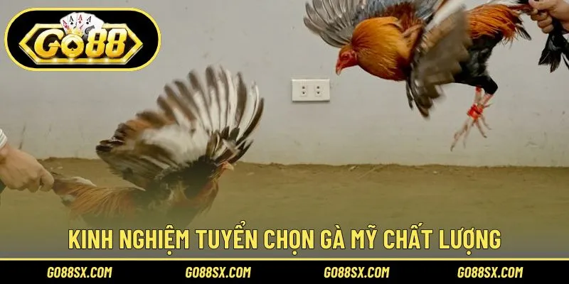 Chia sẻ cẩm nang chọn gà Mỹ đá hay