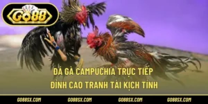 Đá Gà Campuchia Trực Tiếp – Đỉnh Cao Tranh Tài Kịch Tính