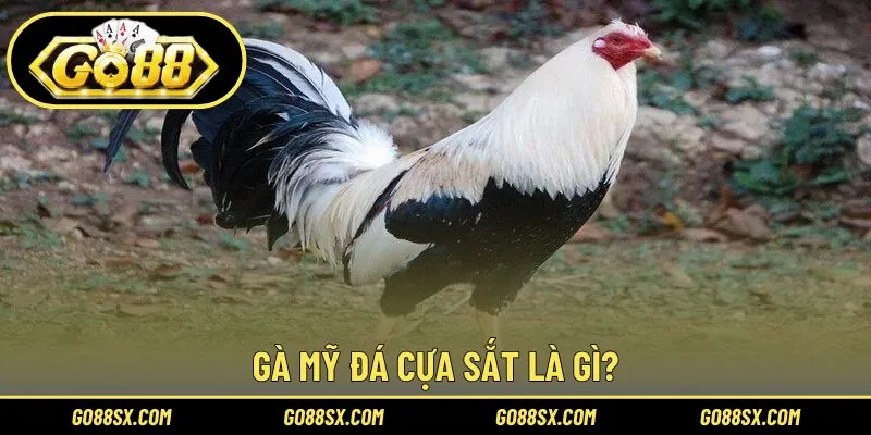 Hiểu đúng về gà Mỹ đá cựa sắt