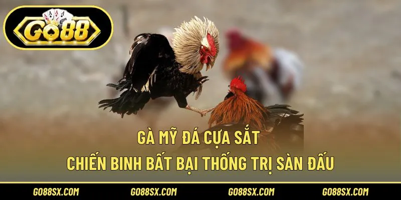 Gà Mỹ Đá Cựa Sắt