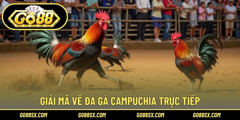 Đôi nét về đá gà Campuchia trực tiếp