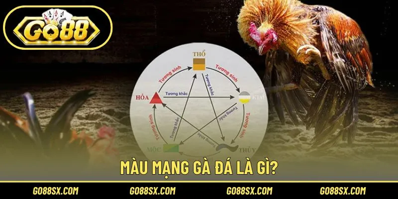 Giải mã định nghĩa màu mạng gà đá