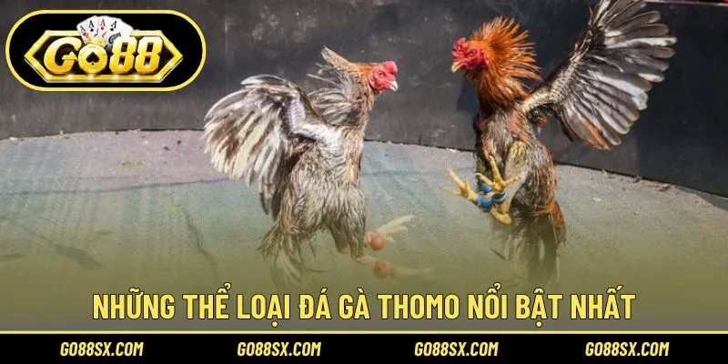 Bật mí các hình thức đá gà Thomo nổi bật