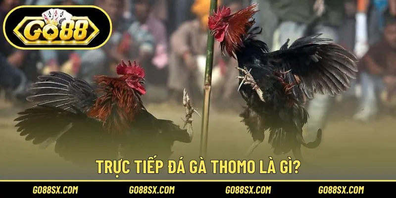 Hiểu đúng về trực tiếp đá gà Thomo