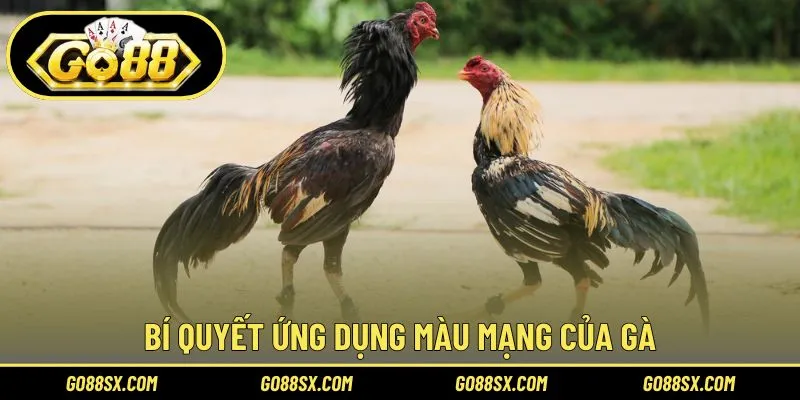 Kinh nghiệm vận dụng màu mạng gà đá