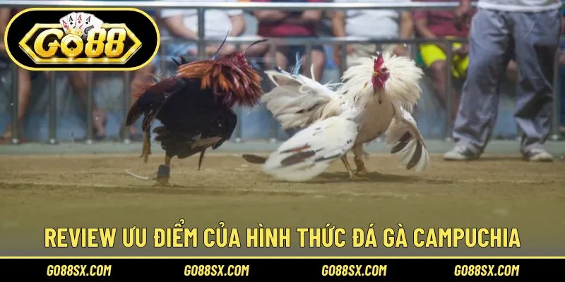 Lý do đá gà Campuchia rất được yêu thích