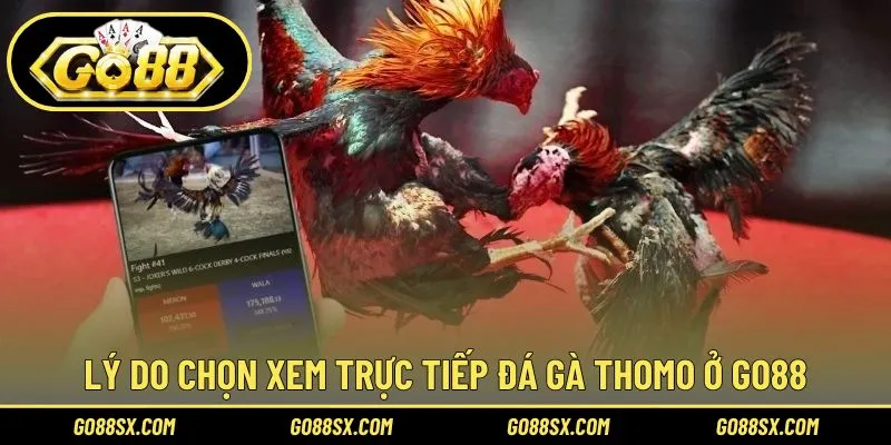 Nơi xem và cược đá gà Thomo số 1